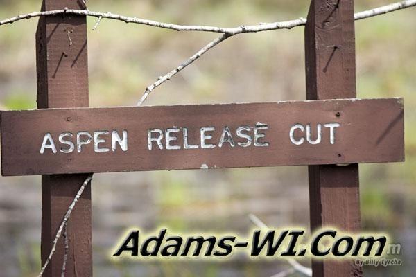 Aspen Release Cut Aspen Release Cut