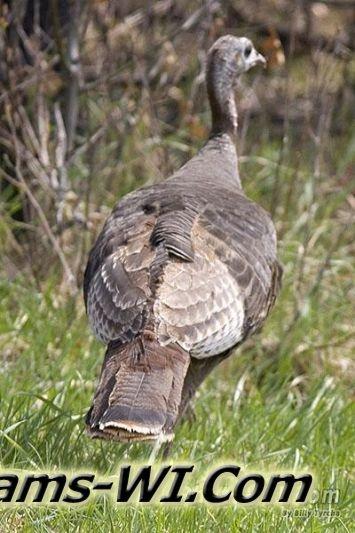 Wild Turkey Wild Turkey