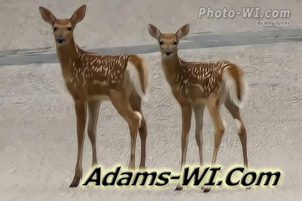 Artwork photo of 2 little fawns Artwork photo of 2 little fawns
