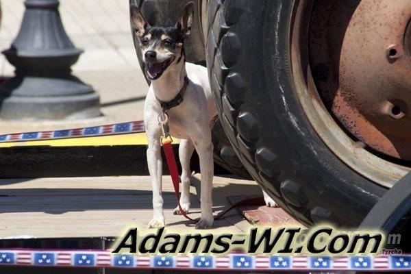 Little puppy dog in parade Little puppy dog in parade