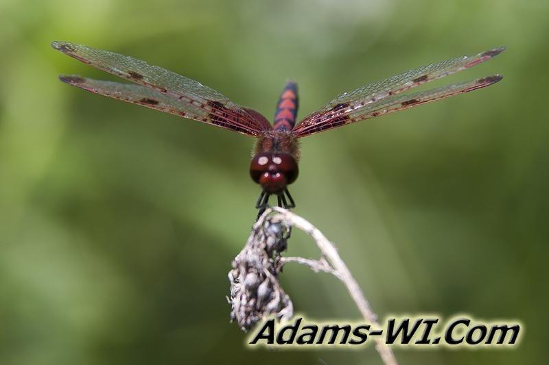 D 800X533 IMG 8466 D 800X533 IMG 8466