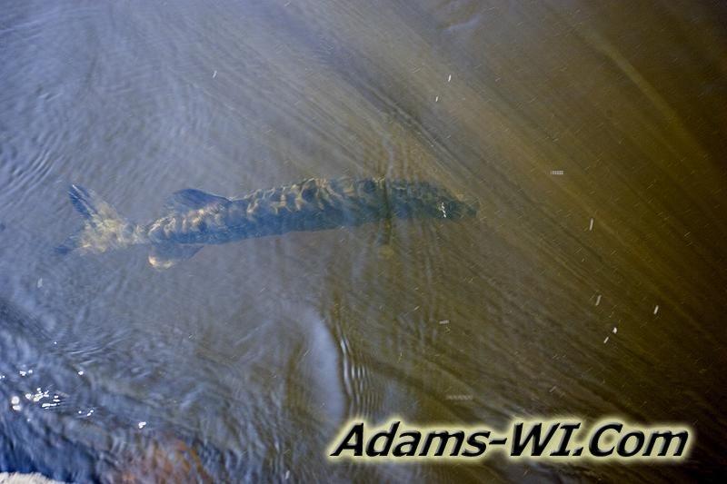 D 800X533 MD3Z1246 D 800X533 MD3Z1246