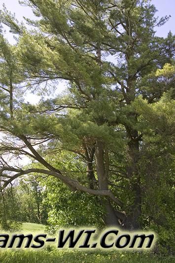 800X533 D3Z6949 800X533 D3Z6949