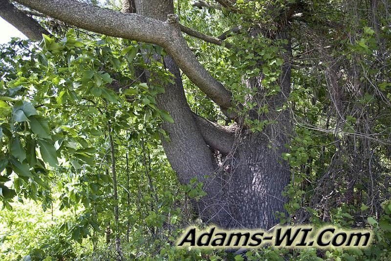 800X533 D3Z6950 800X533 D3Z6950