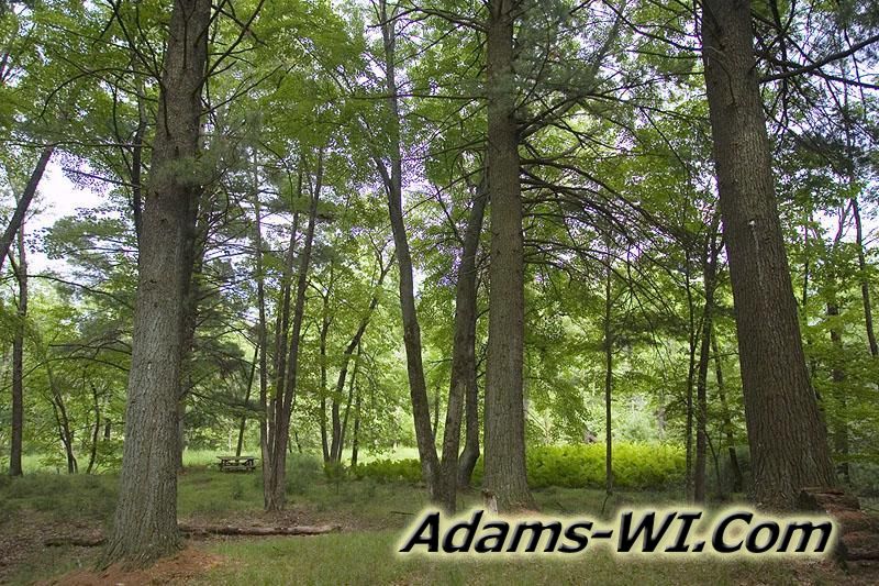Photo of Woods in Big Flats Township, Adams County, Wisconsin Photo of Woods in Big Flats Township, Adams County, Wisconsin