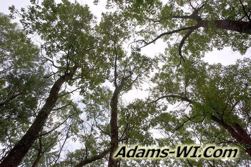 Photo of the tree tops Photo of the tree tops