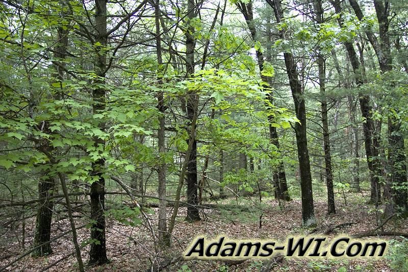 Photo of woods in Dell Prairie, WI. Photo of woods in Dell Prairie, WI.