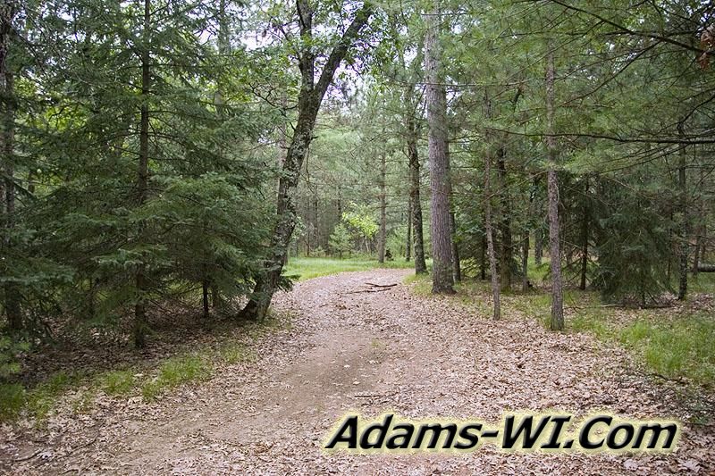 Picture of Big Flats Forest Picture of Big Flats Forest