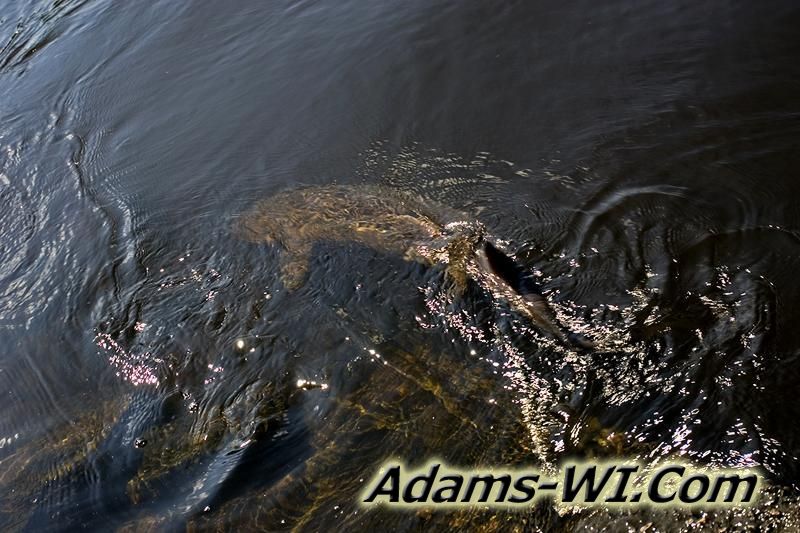 Sturgeon in Wisconsin River Sturgeon in Wisconsin River