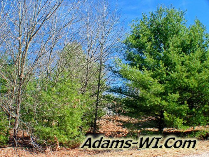 D 800X533 Deer Run Estates Trees1 D 800X533 Deer Run Estates Trees1