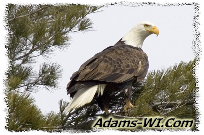 D 800X533 Bald Eagle Richfield D 800X533 Bald Eagle Richfield