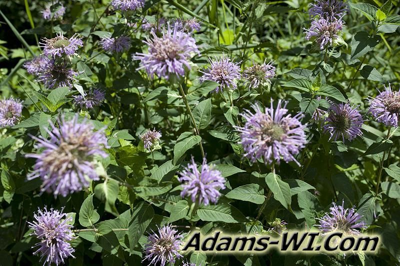 D 800X533 IMG 9348 D 800X533 IMG 9348