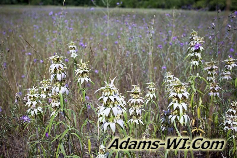 D 800X533 IMG 9354 D 800X533 IMG 9354