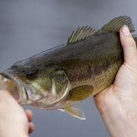 Adams County Wisconsin Largemouth Bass