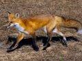 Wisconsin Red Fox