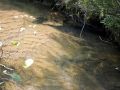 Adams County WI Trout Stream - Fordham Creek