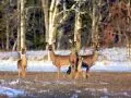 Adams County Whitetail Deer
